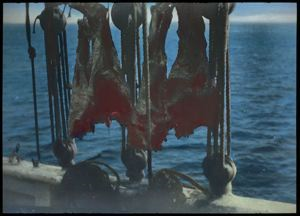 Image of Polar Bear Meat Drying on Board the Bowdoin